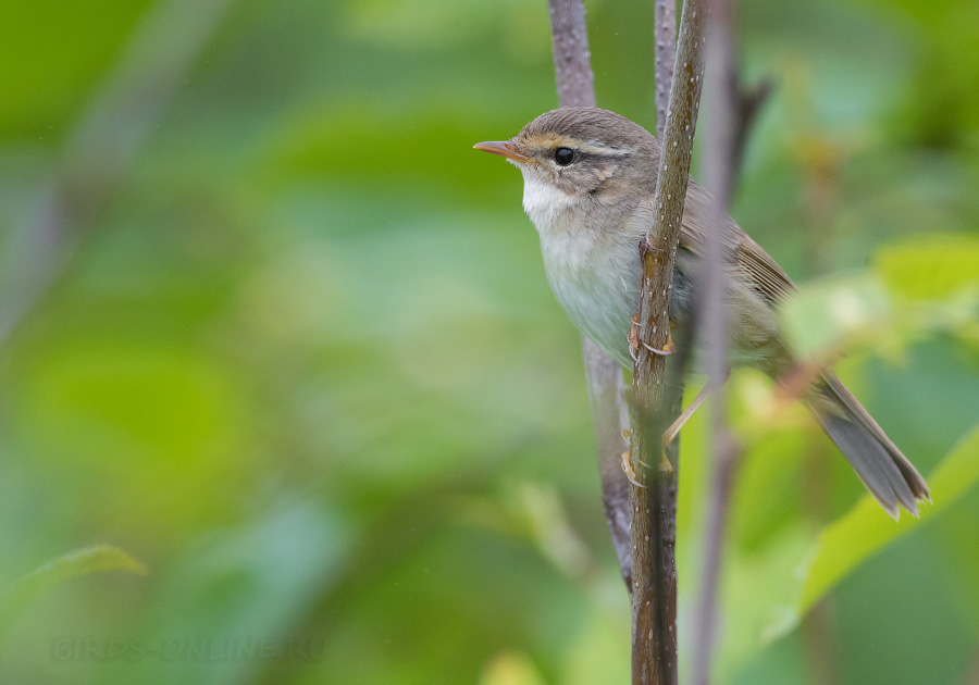 Толстоклювая пеночка (Phylloscopus schwarzi)
Keywords: Толстоклювая пеночка Phylloscopus schwarzi sakhalin2017