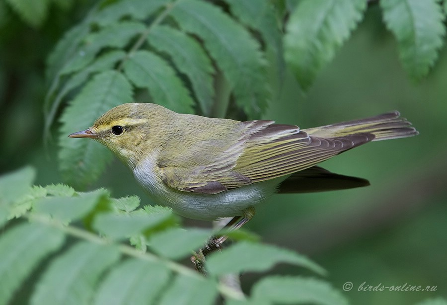 Пеночка-трещотка (Phylloscopus sibilatrix)
Keywords: Пеночка-трещотка Phylloscopus sibilatrix