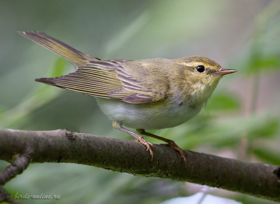 Пеночка-трещотка (Phylloscopus sibilatrix)
Keywords: Пеночка-трещотка Phylloscopus sibilatrix 