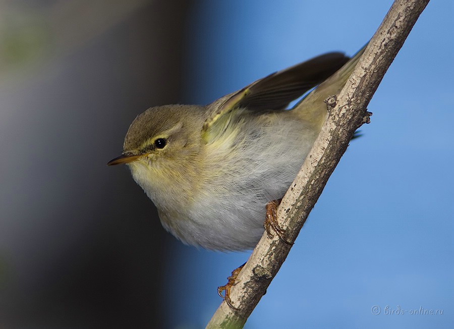 Пеночка-весничка (Phylloscopus trochilus)
Keywords: Пеночка-весничка Phylloscopus trochilus