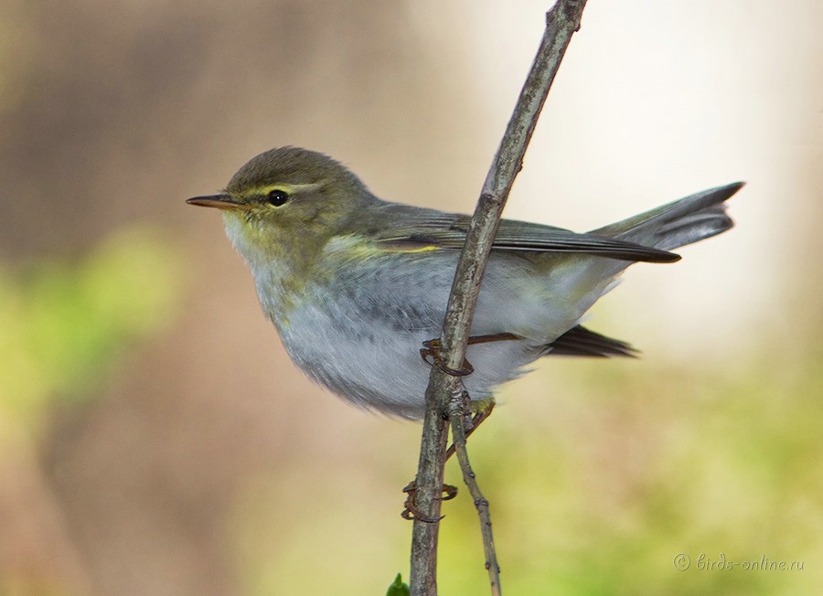 Пеночка-весничка (Phylloscopus trochilus)
Keywords: Пеночка весничка Phylloscopus trochilus