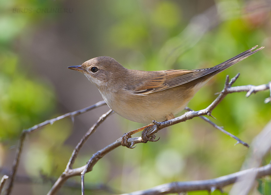 Славка серая (Sylvia communis)
Keywords: Славка серая Sylvia communis armenia2013