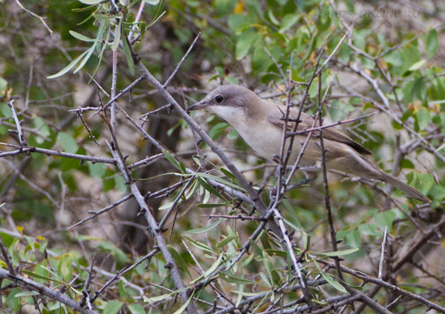 Славка певчая (Sylvia crassirostris)
Sylvia crassirostris crassirostris Cretzschmar, 1829
Keywords: Славка певчая Sylvia crassirostris armenia2013