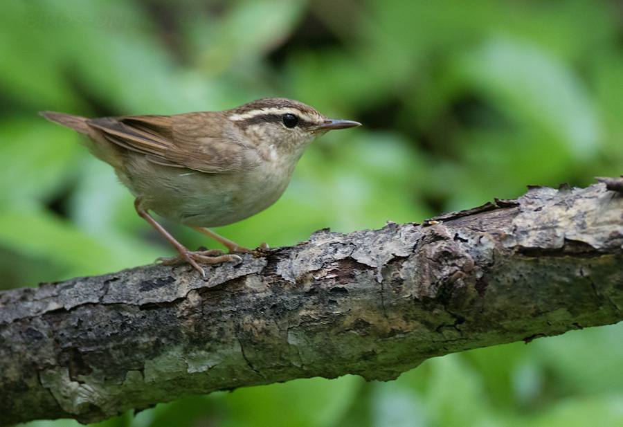 Короткохвостка (Urosphena squameiceps)
Keywords: Короткохвостка Urosphena squameiceps primorye2016