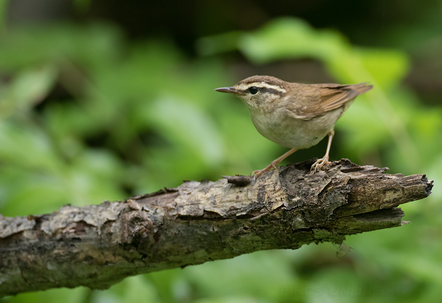 Короткохвостка (Urosphena squameiceps)
Keywords: Короткохвостка Urosphena squameiceps primorye2016