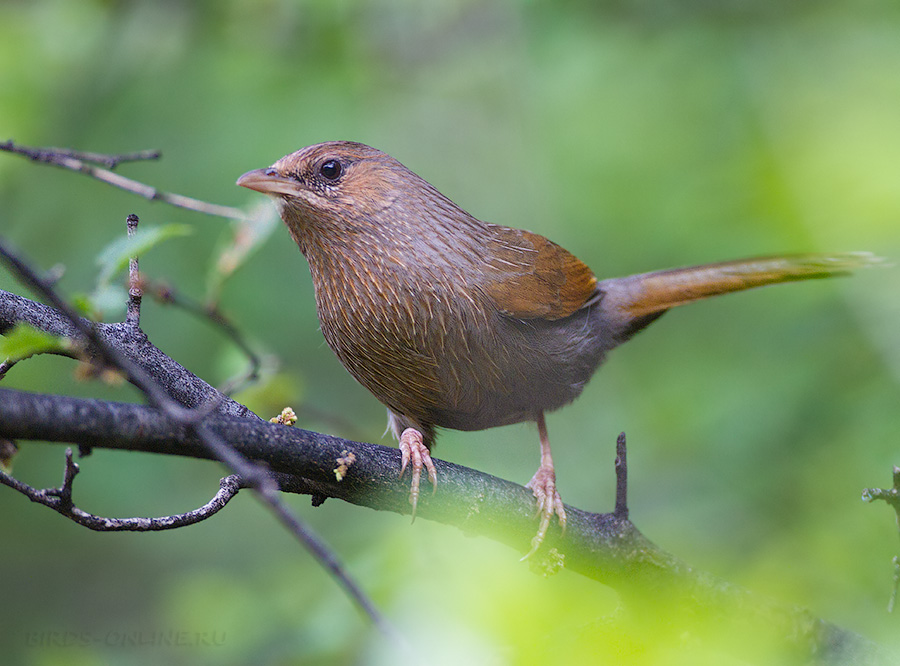 Кустарница полосатая (Garrulax lineatus)
Keywords: Кустарница полосатая Garrulax lineatus tj2014