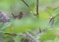 Крапивник Troglodytes troglodytes fumigatus sakhalin2017
Filename=8Z2A0109.jpg
Filesize=142KB
Dimensions=900x635
Date added=Jan 10, 2018 8Z2A0109.jpg