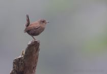 Крапивник Troglodytes troglodytes fumigatus sakhalin2017
Filename=8Z2A0261.jpg
Filesize=85KB
Dimensions=900x627
Date added=Jan 10, 2018 8Z2A0261.jpg