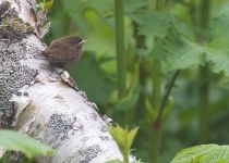 Крапивник Troglodytes troglodytes fumigatus sakhalin2017
Filename=8Z2A0278.jpg
Filesize=267KB
Dimensions=900x646
Date added=Jan 10, 2018 8Z2A0278.jpg