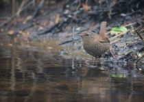 Крапивник Troglodytes troglodytes fumigatus sakhalin2017
Filename=8Z2A0281.jpg
Filesize=217KB
Dimensions=900x642
Date added=Jan 10, 2018 8Z2A0281.jpg