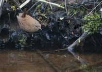 Крапивник Troglodytes troglodytes fumigatus sakhalin2017
Filename=8Z2A0318.jpg
Filesize=290KB
Dimensions=900x642
Date added=Jan 10, 2018 8Z2A0318.jpg
