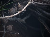 Крапивник Troglodytes troglodytes fumigatus sakhalin2017
Filename=8Z2A0353.jpg
Filesize=143KB
Dimensions=882x658
Date added=Jan 10, 2018 8Z2A0353.jpg