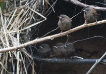 Крапивник Troglodytes troglodytes fumigatus sakhalin2017
Filename=8Z2A0383.jpg
Filesize=243KB
Dimensions=900x628
Date added=Jan 10, 2018 8Z2A0383.jpg