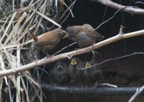 Крапивник Troglodytes troglodytes fumigatus sakhalin2017
Filename=8Z2A0389.jpg
Filesize=234KB
Dimensions=900x642
Date added=Jan 10, 2018 8Z2A0389.jpg