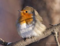 Зарянка Erithacus rubecula
Filename=IMG_0471.jpg
Filesize=110KB
Dimensions=900x688
Date added=Jan 05, 2009 IMG_0471.jpg