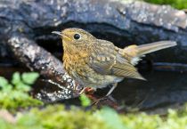Зарянка Erithacus rubecula
молодая птица
Filename=IMG_0732.jpg
Filesize=242KB
Dimensions=900x624
Date added=Jul 23, 2011 IMG_0732.jpg