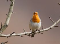 Зарянка Erithacus rubecula
Filename=IMG_1554.jpg
Filesize=148KB
Dimensions=900x668
Date added=Dec 13, 2014 IMG_1554.jpg