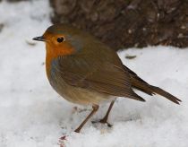 Зарянка Erithacus rubecula
Filename=IMG_2970_1.jpg
Filesize=136KB
Dimensions=900x705
Date added=Mar 08, 2009 IMG_2970_1.jpg