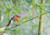 Зарянка Erithacus rubecula
Filename=IMG_6952.jpg
Filesize=256KB
Dimensions=900x634
Date added=Nov 15, 2015 IMG_6952.jpg
