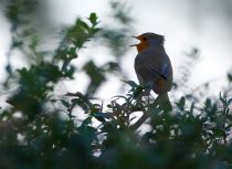 Зарянка Erithacus rubecula
Filename=IMG_9165.jpg
Filesize=188KB
Dimensions=900x657
Date added=Nov 29, 2014 IMG_9165.jpg