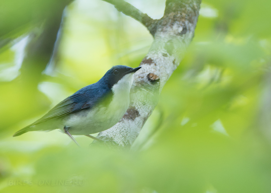 Синий соловей (Luscinia cyane)
Keywords: Синий соловей Luscinia cyane magadan2019