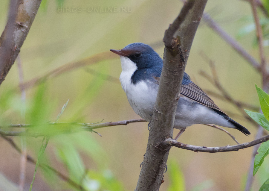 Синий соловей (Luscinia cyane)
Keywords: Синий соловей Luscinia cyane magadan2019