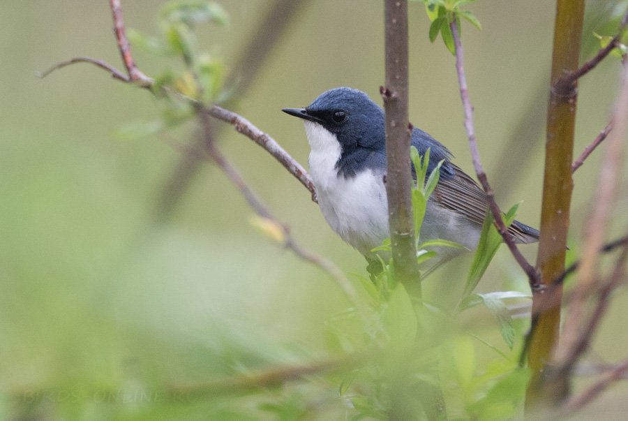 Синий соловей (Luscinia cyane)
Keywords: Синий соловей Luscinia cyane magadan2019