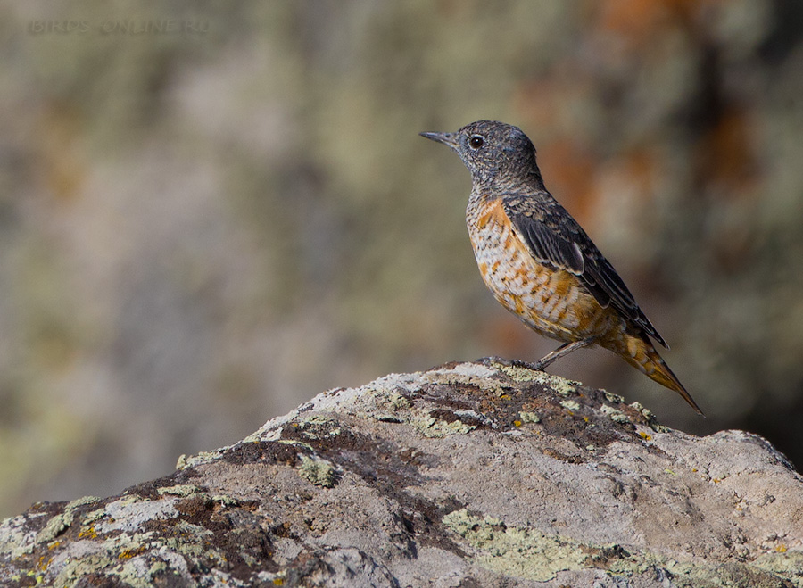 Дрозд пестрый каменный (Monticola saxatilis)
Keywords: Дрозд пестрый каменный Monticola saxatilis armenia2013