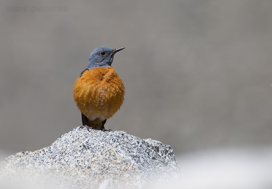 Дрозд пестрый каменный (Monticola saxatilis)
Keywords: Дрозд пестрый каменный Monticola saxatilis altay2012