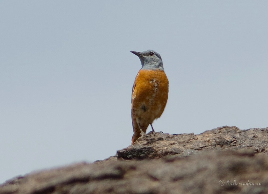 Дрозд пестрый каменный (Monticola saxatilis)
Monticola saxatilis turkestanicus Zarudny, 1918
Keywords: Дрозд пестрый каменный Monticola saxatilis kz2010