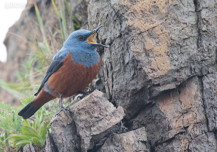 Дрозд синий каменный (Monticola solitarius)
Monticola solitarius philippensis
Keywords: Дрозд синий каменный Monticola solitarius primorye2016