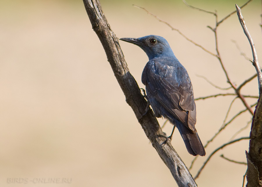 Дрозд синий каменный (Monticola solitarius)
Взрослая птица
Monticola solitarius solitarius Linnaeus, 1758 

Keywords: Дрозд синий каменный Monticola solitarius dagestan