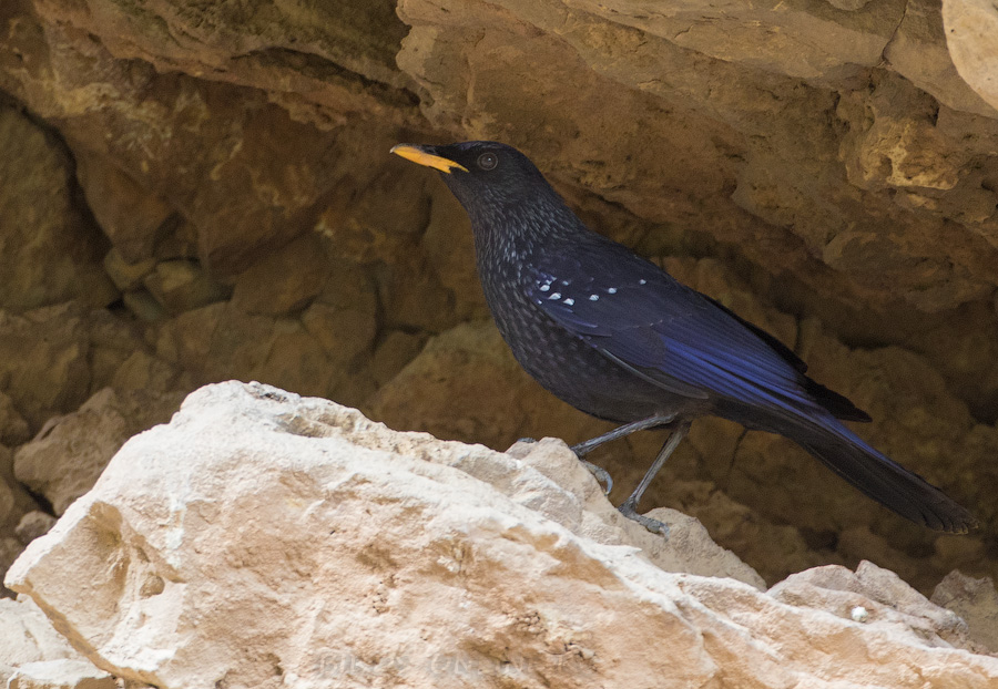 Синяя птица (Myophonus caeruleus)
Keywords: Синяя птица Myophonus caeruleus uz2019