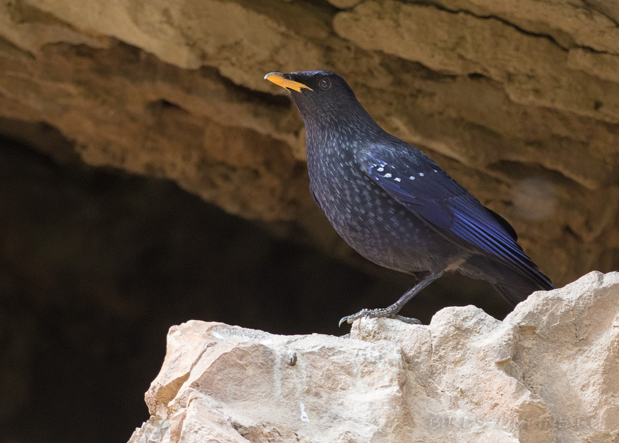 Синяя птица (Myophonus caeruleus)
Keywords: Синяя птица Myophonus caeruleus uz2019