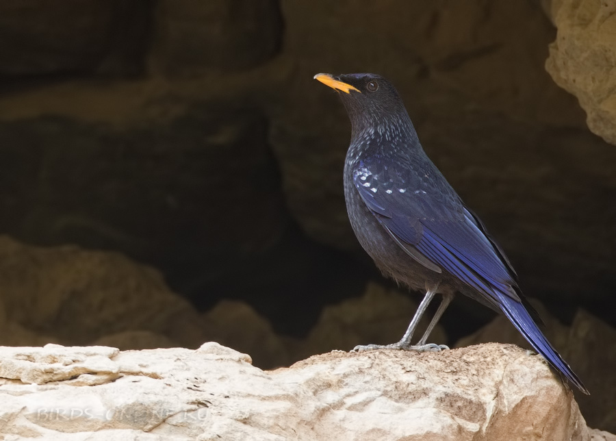 Синяя птица (Myophonus caeruleus)
Keywords: Синяя птица Myophonus caeruleus uz2019