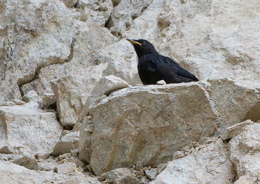 Синяя птица (Myophonus caeruleus)
Keywords: Синяя птица Myophonus caeruleus tj2014