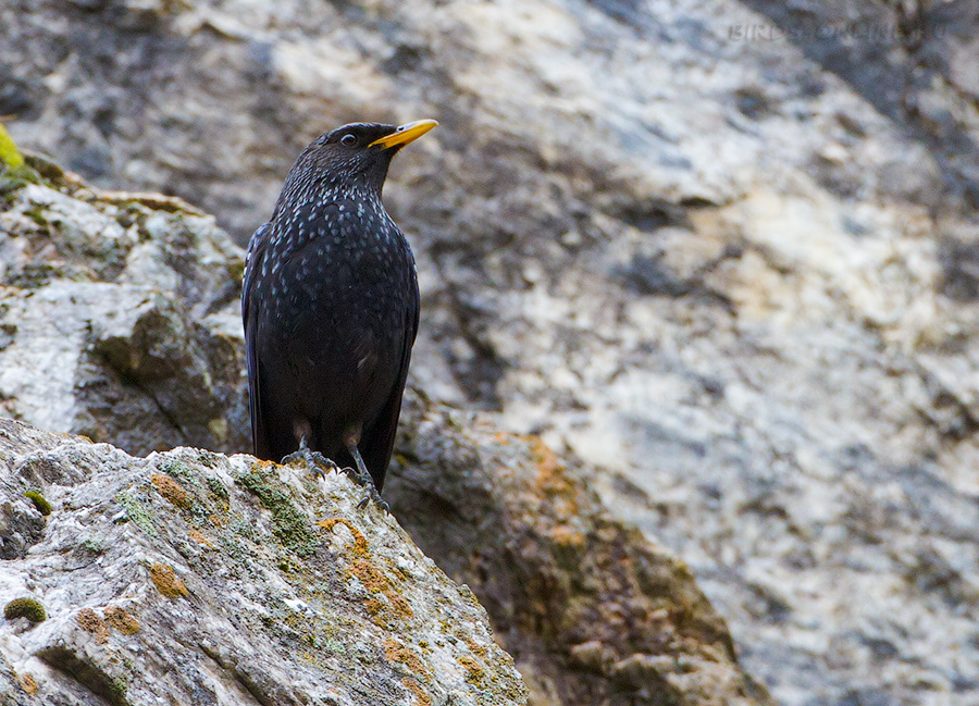 Синяя птица (Myophonus caeruleus)
Keywords: Синяя птица Myophonus caeruleus tj2014