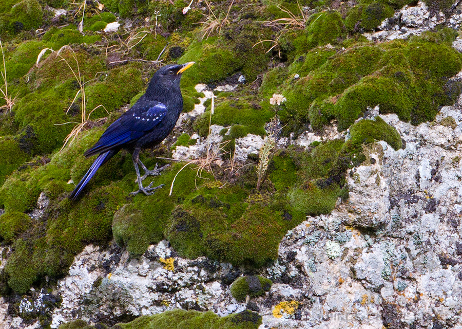 Синяя птица (Myophonus caeruleus)
Keywords: Синяя птица Myophonus caeruleus tj2014