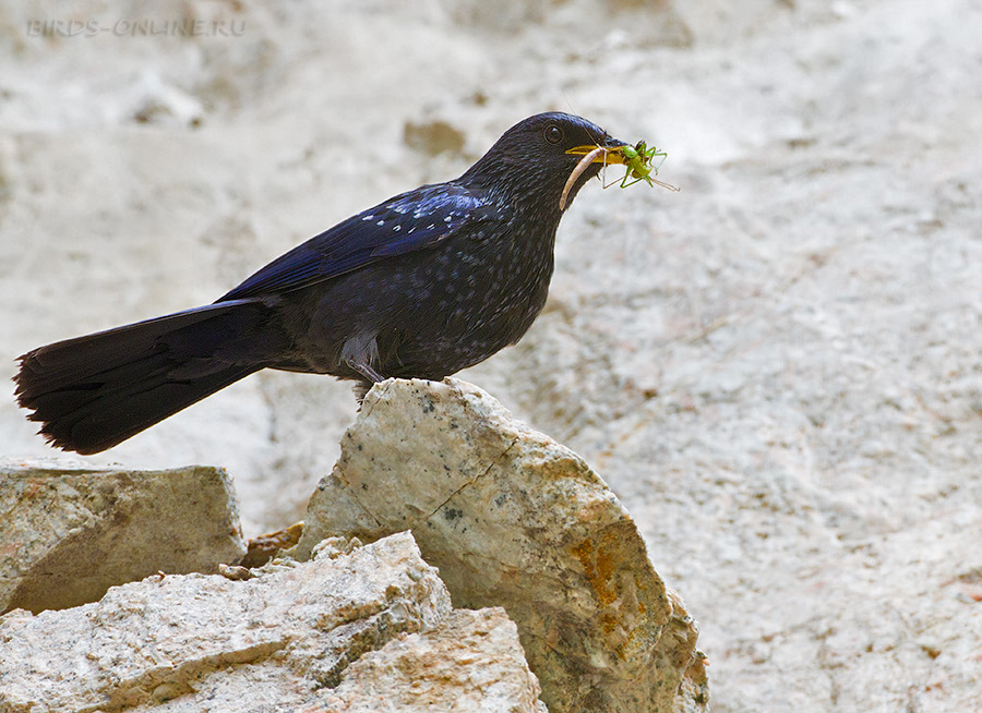 Синяя птица (Myophonus caeruleus)
Keywords: Синяя птица Myophonus caeruleus tj2014