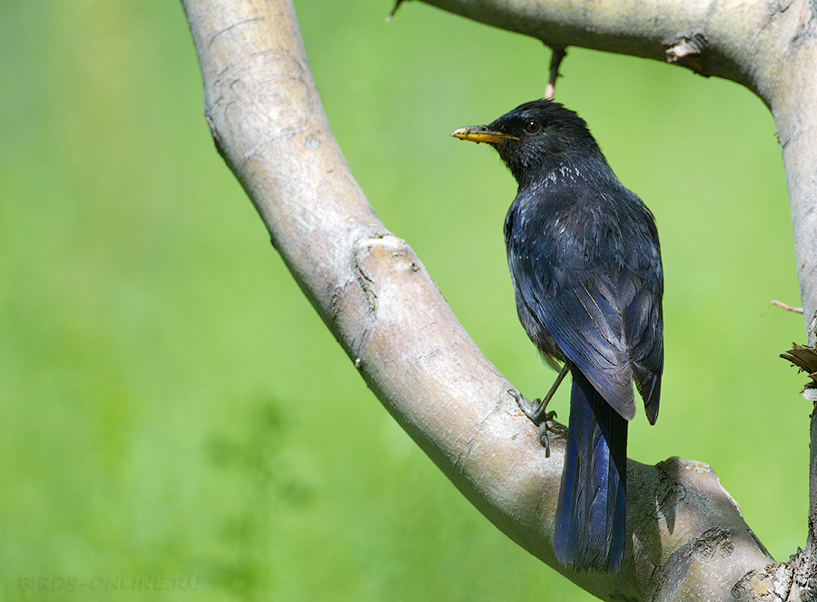 Синяя птица (Myophonus caeruleus)
Keywords: Синяя птица Myophonus caeruleus tj2014