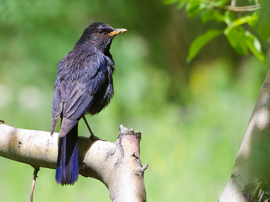 Синяя птица (Myophonus caeruleus)
Keywords: Синяя птица Myophonus caeruleus tj2014