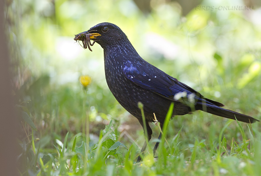 Синяя птица (Myophonus caeruleus)
Keywords: Синяя птица Myophonus caeruleus tj2014