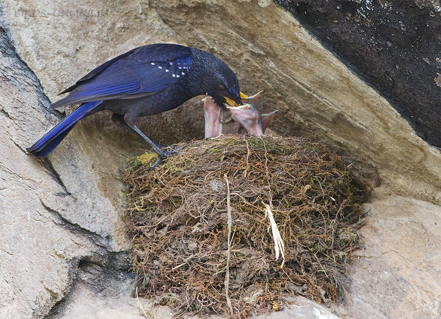 Синяя птица (Myophonus caeruleus)
Keywords: Синяя птица Myophonus caeruleus tj2014