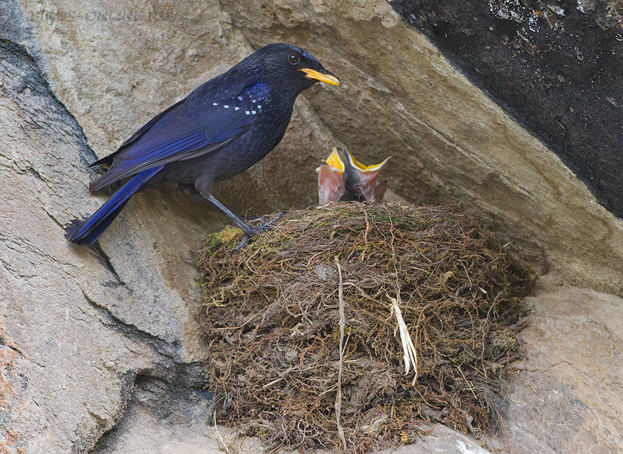 Синяя птица (Myophonus caeruleus)
Keywords: Синяя птица Myophonus caeruleus tj2014