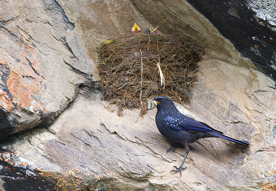 Синяя птица (Myophonus caeruleus)
Keywords: Синяя птица Myophonus caeruleus tj2014