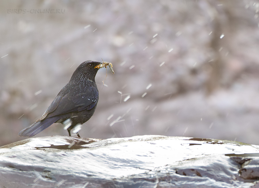 Синяя птица (Myophonus caeruleus)
Keywords: Синяя птица Myophonus caeruleus tj2014