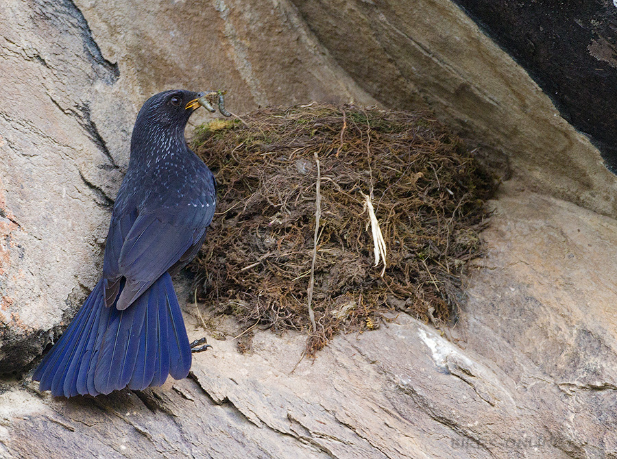 Синяя птица (Myophonus caeruleus)
Keywords: Синяя птица Myophonus caeruleus tj2014