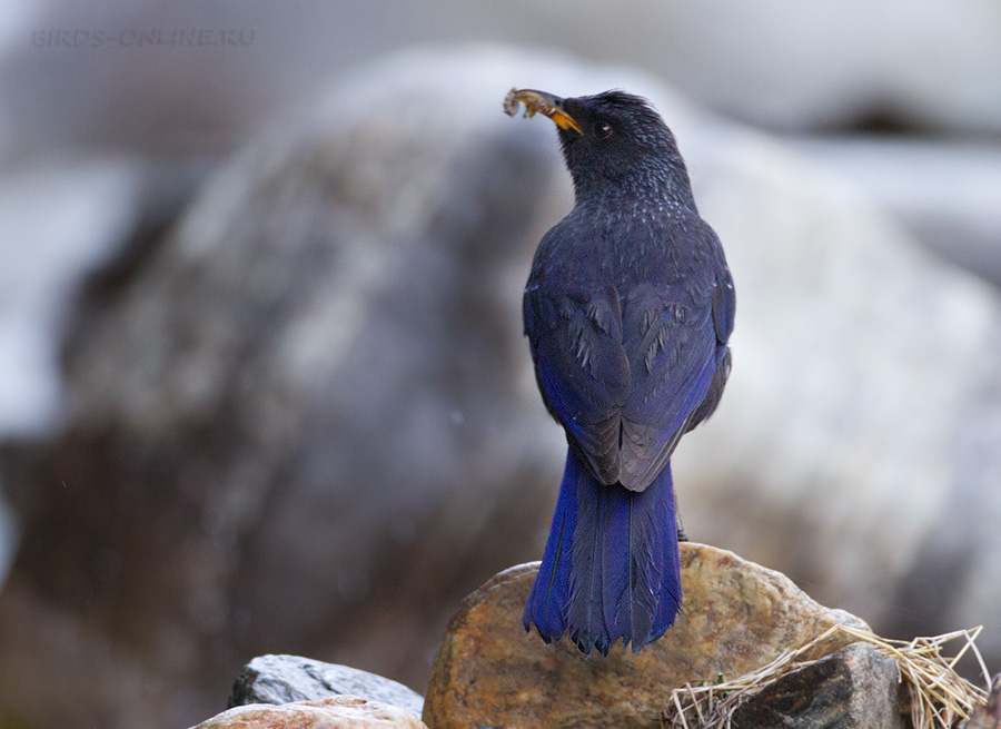 Синяя птица (Myophonus caeruleus)
Keywords: Синяя птица Myophonus caeruleus tj2014