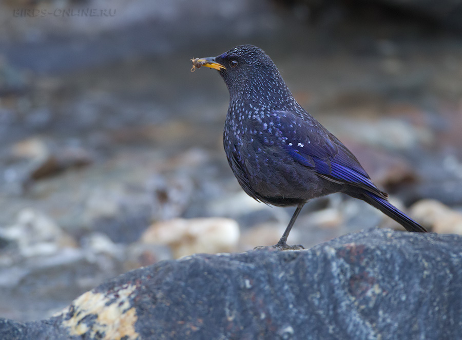 Синяя птица (Myophonus caeruleus)
Keywords: Синяя птица Myophonus caeruleus tj2014