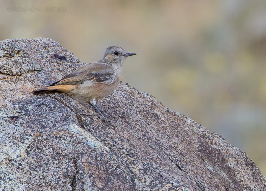 Каменка златогузая (Oenanthe chrysopygia)
Keywords: Каменка златогузая Oenanthe chrysopygia armenia2013